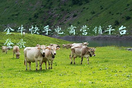 金牛快手电商营销平台登录