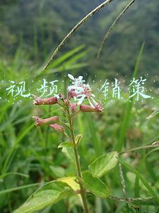 快手视频营销策划案