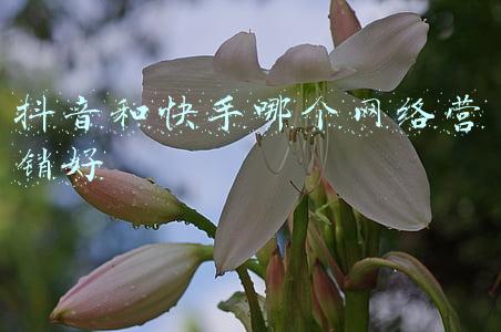 快手与抖音电商哪个好做(抖音、快手做电商，为什么我觉得快手的胜面更大一些？)