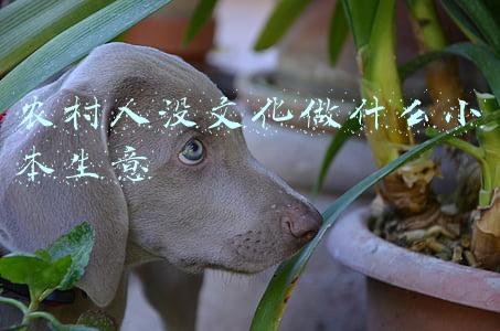 农村人没文化做什么小本生意