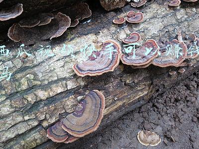 西瓜视频快手可以赚钱吗