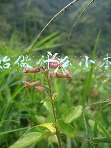 一个人做的小本生意(投入几千块钱，一个人就能干的小生意)
