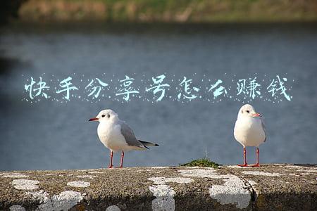 快手分享号怎么赚钱