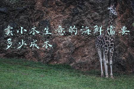 卖小本生意的海鲜需要多少成本