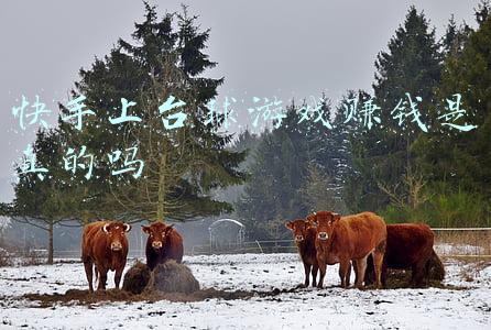 快手上台球游戏赚钱是真的吗