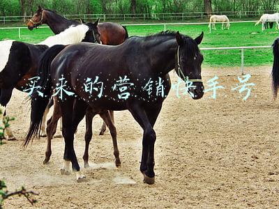 买来的号怎么防止找回(“找回风波”——账号交易的罪与罚)