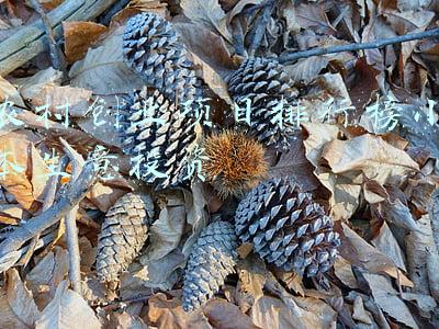 农村创业项目排行榜(农村创业干啥最赚钱？这12个农村致富好项目，你值得一试)