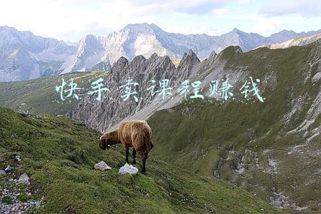 快手如何卖课程(算法改造知识付费：在抖音快手卖课，他们一年赚了近200万)