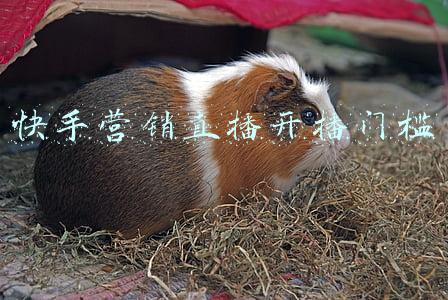快手直播间人气付费推广(快手广告怎么付费推广的啊？)