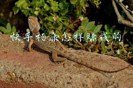 快手杨康怎样赚钱的