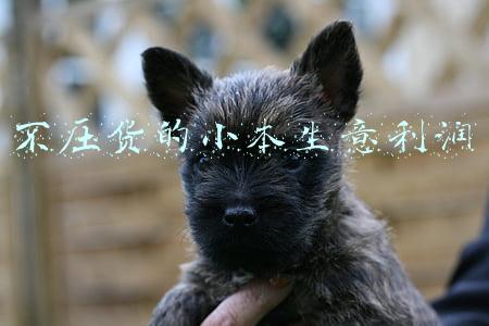 不压货的小本生意利润