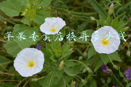 苹果店换屏价格威宁路天山路附近_苹果店换屏价格