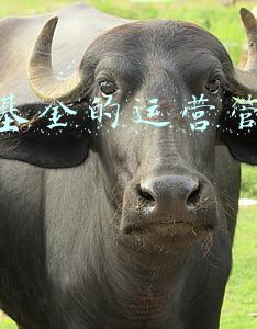 并购基金的运作模式(了解私募的运作方式，你才能吃明白明星资本运作爆雷的瓜)