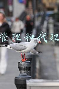 运营管理和营运管理的区别(协同办公没有风口)