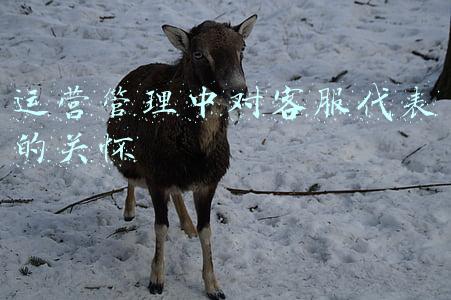运营管理中对客服代表的关怀