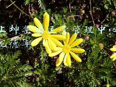 上坤集团运营管理中心龙德军