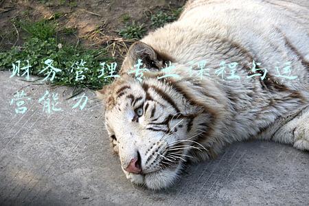 财务管理专业课程与运营能力
