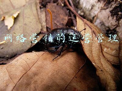 网络营销运营系统策划(朱小刚说公司网络营销的策划方案)