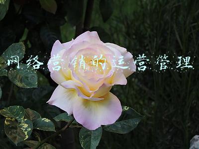 网络营销的运营管理