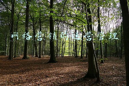 网络营销的发展趋势(网络营销的发展趋势)