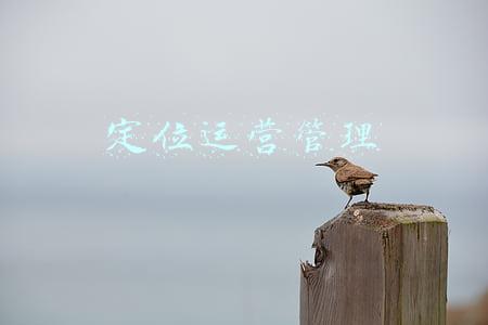 定位运营管理