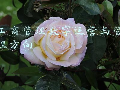 工商管理数字运营与管理方向