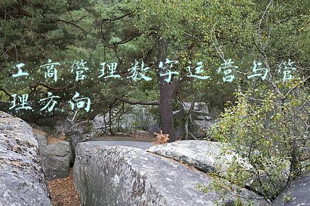 工商管理数字运营与管理方向