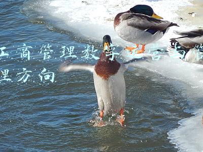 工商管理数字运营与管理方向