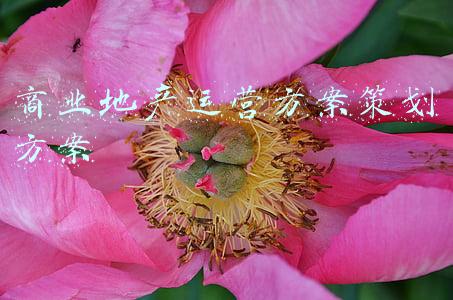 商业地产招商运营方案(客户资源紧张？快来看看当下房企都是如何招商的？)