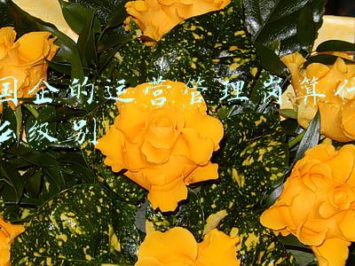 国企运营管理岗是干嘛的(认识国企的企管部，职能、工作特点、个人发展)