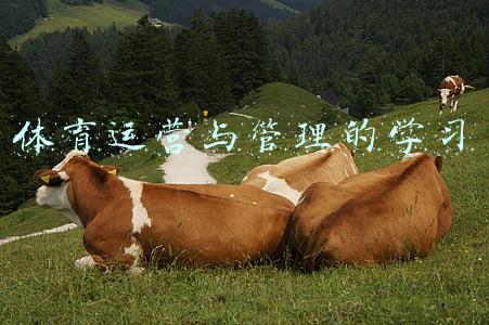 体育运营与管理的学习