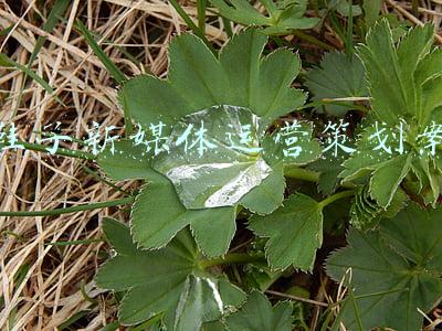 鞋子新媒体运营策划案
