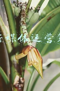 鞋子新媒体运营策划案