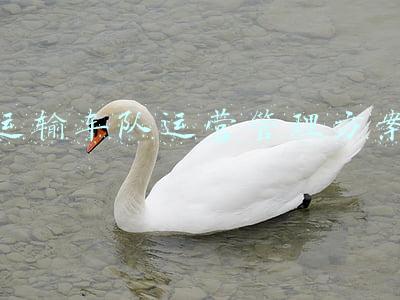 运输车队运营管理方案