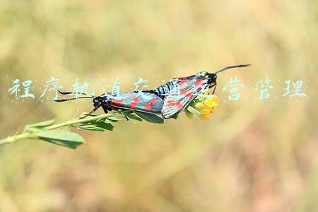 程序轨道交通运营管理