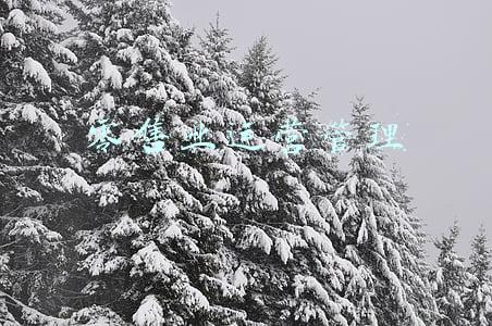 零售业运营管理分析(零售企业会员数字化运营问题、趋势及发展建议)