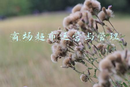 商场超市运营与管理