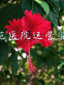 公立医院运营管理指导意见(如果你是院长，如何管理好医院的固定资产呢？)
