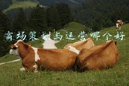 商场运营最重要的是什么(什么样的商场活动才算成功？实现3要素，活动有声有色)