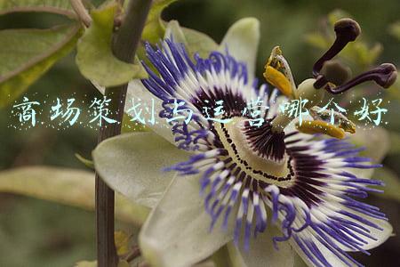 在商场是招商好还是运营好(「干货」购物中心动线设计如何配合招商运营)