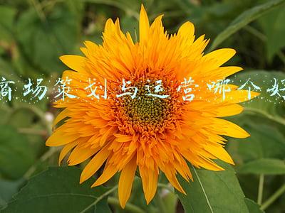 商场策划与运营哪个好