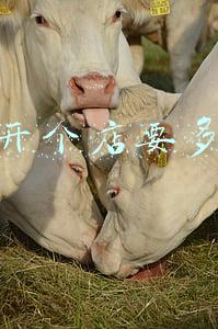 天猫店年费多少钱一年：天猫开个店铺多少钱