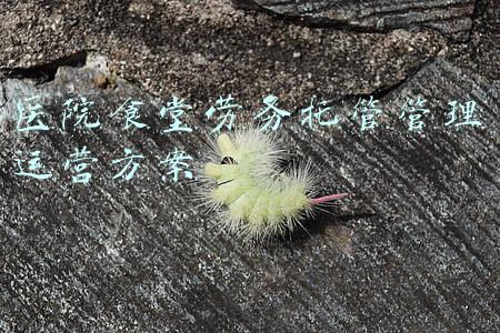 食堂托管可以收取管理费吗(托管费怎么算？要记入什么科目？)