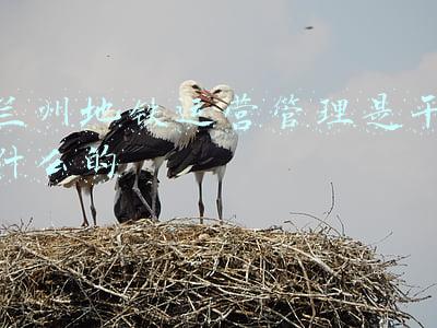 兰州地铁公司(兰州轨道交通公司声明：“兰州地铁开始面试”抖音视频是假的)