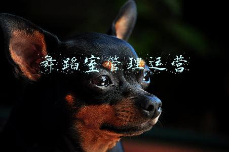 舞蹈室管理运营