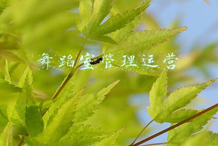舞蹈室管理运营