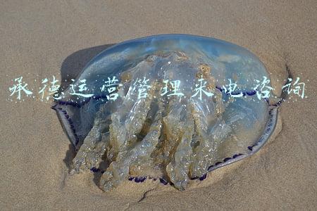 承德运营管理来电咨询 承德运营管理来电咨询