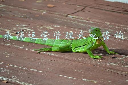 承德运营管理来电咨询