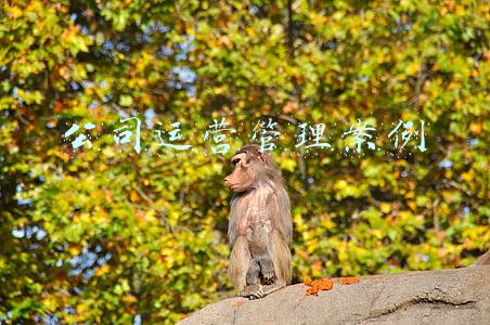 企业运营管理案例分析报告(「经营业绩管理」⁪企业经营分析报告PPT)