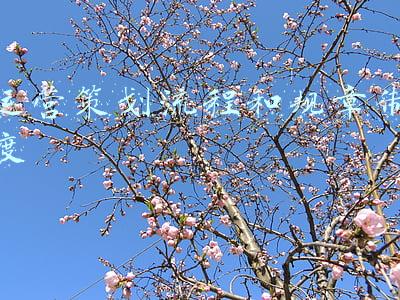 运营策划流程和规章制度